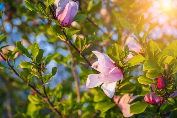 Stock image pink magnolia flowers on a flowering tree in spring on a sunny day close-up