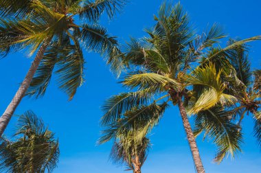 Mavi gökyüzüne yakın tropik palmiye ağaçları