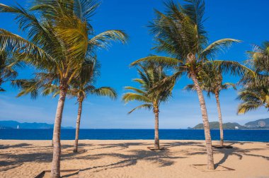 Vietnam 'da, Nha Trang' da kumlu bir sahildeki palmiye ağaçları denizin arka planına karşı.