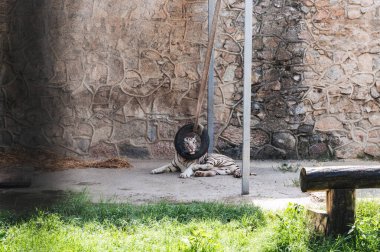 Amur kaplanının portresi, Sibirya kaplanı olarak da bilinir, bir muhafaza içinde uyur..