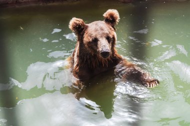 Hayvanat bahçesindeki vahşi bir ayı. Bir kahverengi ayı suda yüzüyor. Ayı ya da ursus arctos..