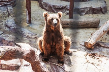 Hayvanat bahçesindeki vahşi bir ayı. Doğada bir boz ayı. Ayı ya da ursus arctos..