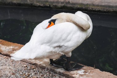 Hayvanat bahçesindeki gölün kenarında duran bir kuğunun portresi..