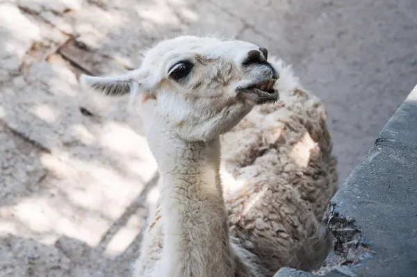 stock image A white alpaca in a pen at the zoo on a summer day