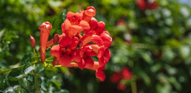 blooming campsis grandiflora plant with red flowers and green leaves. clipart