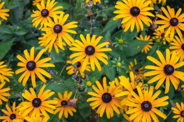 Parktaki güzel ve parlak sarı rudbeckia. yakın plan.