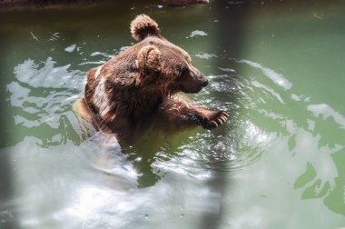 Hayvanat bahçesindeki vahşi bir ayı. Bir kahverengi ayı suda yüzüyor. Ayı ya da ursus arctos..