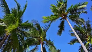 Hindistan cevizi palmiyeleri yazın mavi gökyüzüne karşı Asya 'da tropik bir sahilde