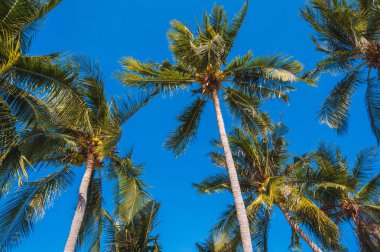 Tepesi mavi arkaplanlı yeşil bir palmiye ağacı.