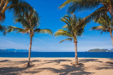 Vietnam 'da, Nha Trang' da kumlu bir sahildeki palmiye ağaçları denizin arka planına karşı.