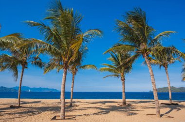 Vietnam 'da, Nha Trang' da kumlu bir sahildeki palmiye ağaçları denizin arka planına karşı.