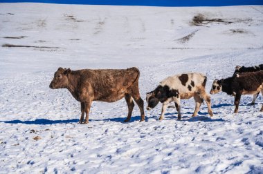 Karlı bir arazide inekler, karda otlayan inekler.