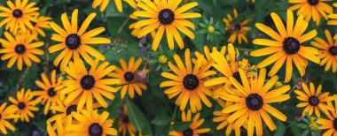 Parktaki güzel ve parlak sarı rudbeckia. Yakın plan. Panorama