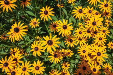 Parlak sarı çiçek açan Rudbeckia güneşli bir yaz gününde yakın plan.