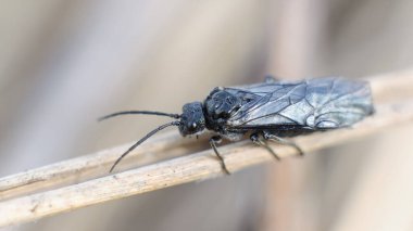 dolerus fly on grass macro close-up clipart