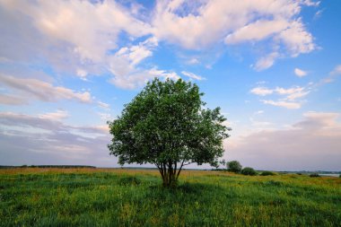 Yazın şafak vakti çayırda yapayalnız bir ağaç.
