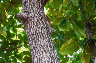Vietnam sincabı Vietnam 'da yazın Asya' da bir parkta ağaçta fındık yer.