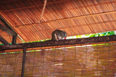 Vietnam gri sincabı Vietnam 'da Asya' da ejderha meyvesi yiyor.