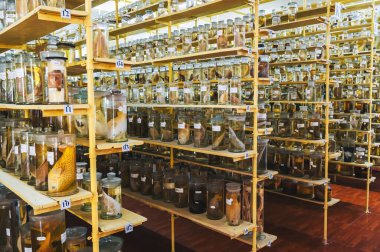 Yılan ve deniz hayvanlarından örnekler içeren mataralar ve test tüpleri, bilimsel eğitim laboratuvarının rafında bulunan balıklar.