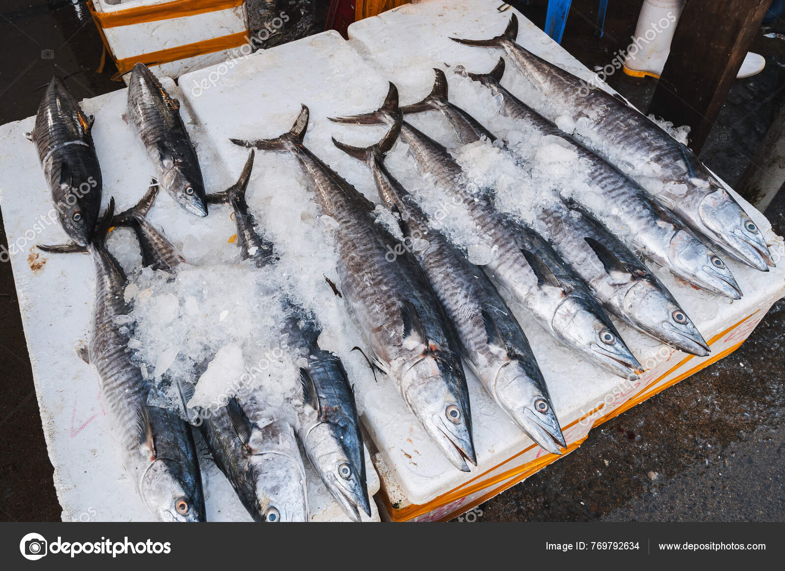 Barracuda in the mediterranean sea stockfoto, royaltyfrie Barracuda in the  mediterranean sea bilder | DepositPhotos, image size:1600x1165