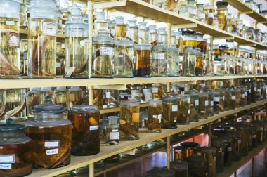 Yılan ve deniz hayvanlarından örnekler içeren mataralar ve test tüpleri, bilimsel laboratuvarın raflarında balıklar.