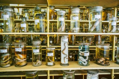 Bilimsel gizli bir biyokimya laboratuvarının rafında formaldehit içinde yaşayan organizmalardan örnekler içeren mataralar ve test tüpleri.