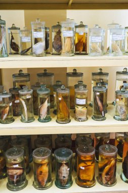 Bilimsel gizli bir biyokimya laboratuvarının rafında formaldehit içinde yaşayan organizmalardan örnekler içeren mataralar ve test tüpleri.