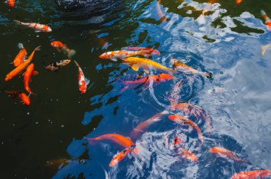 Colorful Japanese carp or Koi fishes swim in a pond at a pagoda in Asia clipart