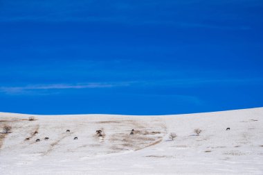 Kazakistan 'ın bozkırlarında karlı yamaçlarda otlayan bir at sürüsüyle kış manzarası.
