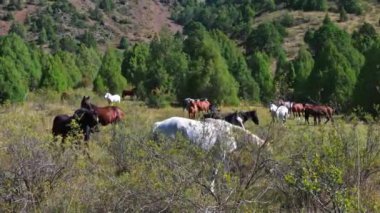 Güneşli havada dağlarda çayırlarda otlayan atlar, Kazakistan 'da vahşi atlar, yeşil bir çayırda at sürüsü. 4K video biçimi