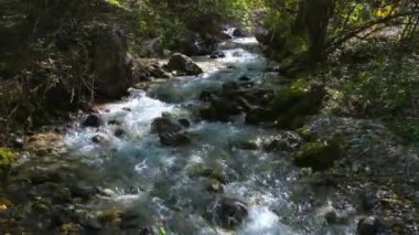 Yeşil bir ormanın içinden akan pitoresk bir dağ nehri. Kazakistan