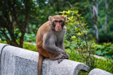 Vahşi maymun, Vietnam 'da Da Nang' da, Asya 'da maymun dağında.