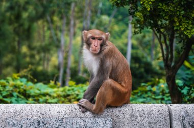 Vietnam 'da Da Nang' da maymunun doğasında sevimli vahşi maymun Asya 'da.