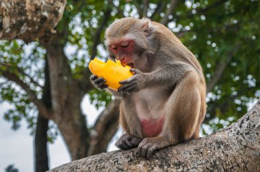 Vahşi maymun, ormanda bir ağaçta oturup mango yer.