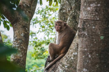 Kahverengi maymun Vietnam 'da tropikal bir ormanda ağaçta oturuyor.