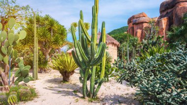 Çölde, botanik bahçesinde çeşitli kaktüsler ve sulu bitkiler yetişir.