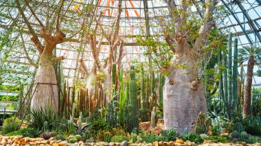 Vietnam 'da Nha Trang' da, Vininci Adası 'ndaki Botanik Bahçesi' ndeki bir serada kaktüsler, sulu meyveler, baobab ağaçları ve palmiye ağaçları.