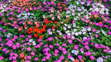Rengarenk renkli Impatiens Walleriana yazın bahçedeki bir çiçek tarhında çiçek açıyor. Güzel çiçek arkaplanı