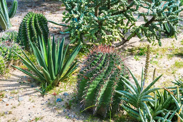 Açık hava botanik bahçesinde çeşitli türde kaktüsler ve sulu bitkiler yetişir.