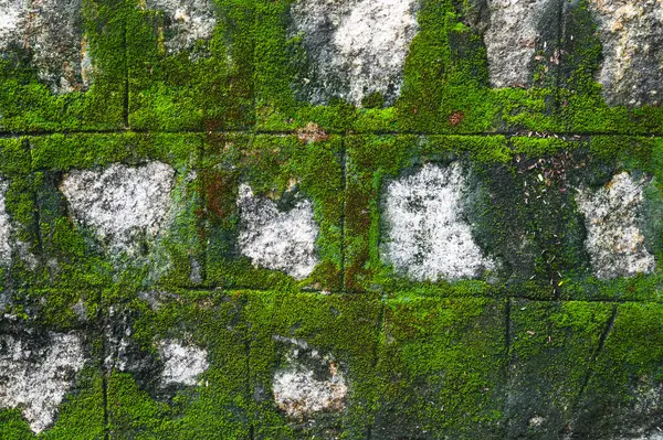 Yeşil yosunlarla kaplı eski bir antika taş duvar. Doğal desenli arkaplan