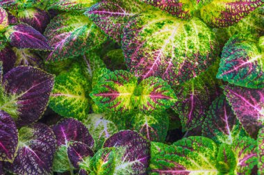 Coleus bitkisinin mor yeşil yapraklı doğal arkaplanı