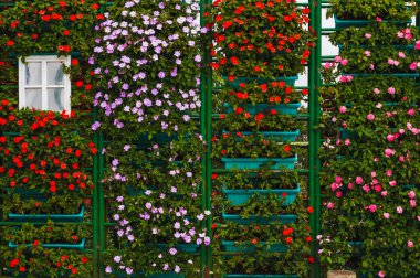 Avrupa bahçesindeki saksılarda çiçek açan Kataranthus çiçeklerinden oluşan dikey bir çiçek bahçesi.