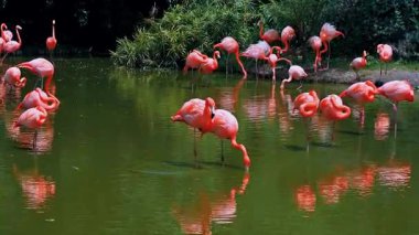 Pembe flamingolar ormandaki bir gölün üzerindeki su üzerinde vahşi doğada