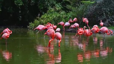 Pembe flamingo sürüsü Vietnam 'da Asya' daki ulusal rezervlerde ormandaki bir nehirde su üzerinde.