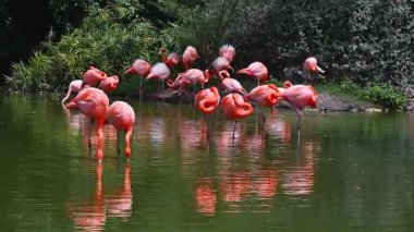 Pembe flamingo sürüsü ormanda nehirdeki su üzerinde ulusal rezervlerde.