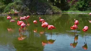 Pembe flamingo sürüsü vahşi hayatta ormandaki bir nehirde su üzerinde.