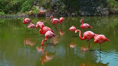 Pembe flamingolar vahşi hayatta ormandaki bir nehirde suyla kaplı.