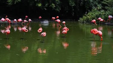 Pembe flamingo sürüsü Vietnam 'da ormandaki bir gölde su üzerinde.