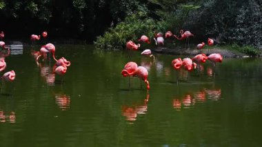 Güzel pembe flamingo sürüsü yazın ulusal rezervlerde ormandaki nehirde süzülüyor.