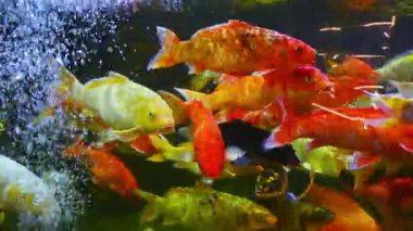 Japon sazan balığı Japonya 'daki tropikal akvaryumun akvaryumunda yüzer.